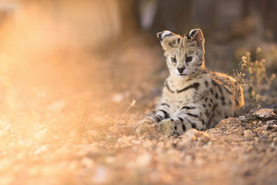 Portrait of cat relaxing on field