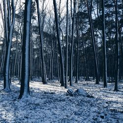 Bare trees in forest