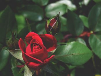 Close-up of red rose on plant