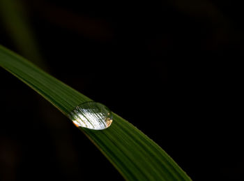 Close-up of wet leaf against black background