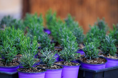 Close-up of potted plant