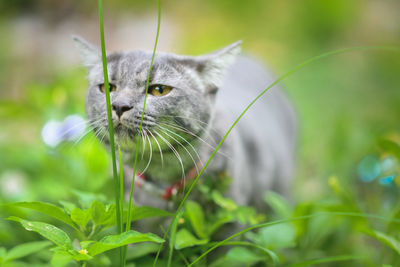 Close-up of a cat