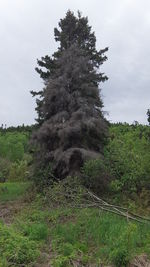 Tree in forest against sky