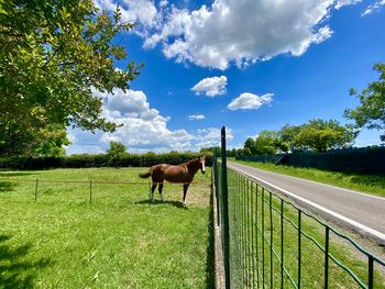 Horse in field against sky