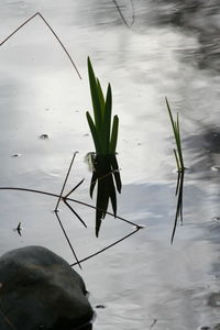 Close-up of insect on plant at lake