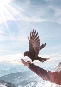 Bird perching on human arm against mountains