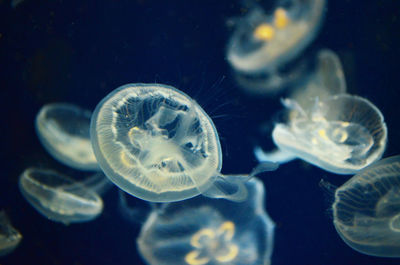 Close-up of jellyfish swimming in water