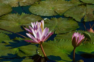 Close-up of lotus water lily in lake