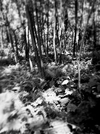 Close-up of snow covered plants in forest