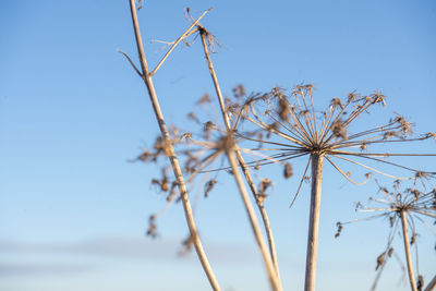 Close-up of dry plants against sky