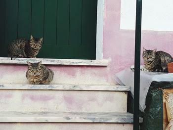 Portrait of cat sitting on window sill