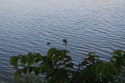 Bird flying over lake