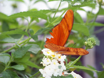 Butterfly on flower