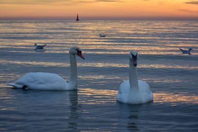 White swans during sunrise over the baltic sea in gdynia