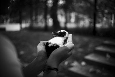 Cropped hands of person holding rabbit