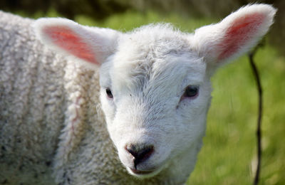 Close-up portrait of sheep