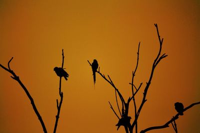 Low angle view of silhouette bare tree against sky during sunset