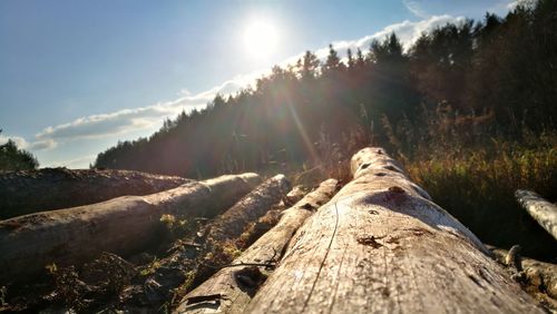 Scenic view of forest against bright sun