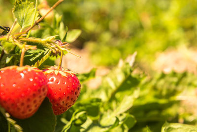 Close-up of strawberry growing on plant