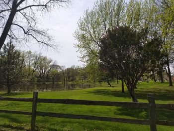 Trees on field against sky