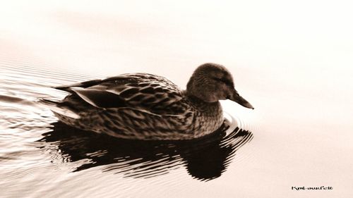 Bird flying over calm lake