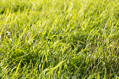 Full frame shot of fresh green grass in field