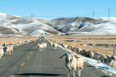 View of horse on road against mountain range