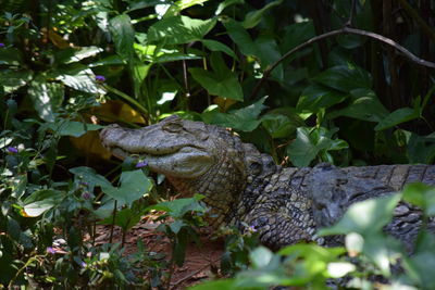 Close-up of a lizard