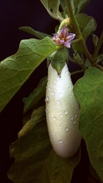 Close-up of white flowers