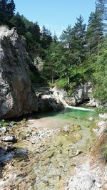 Scenic view of river in forest against clear sky