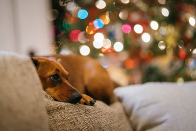 Dog resting on bed at home