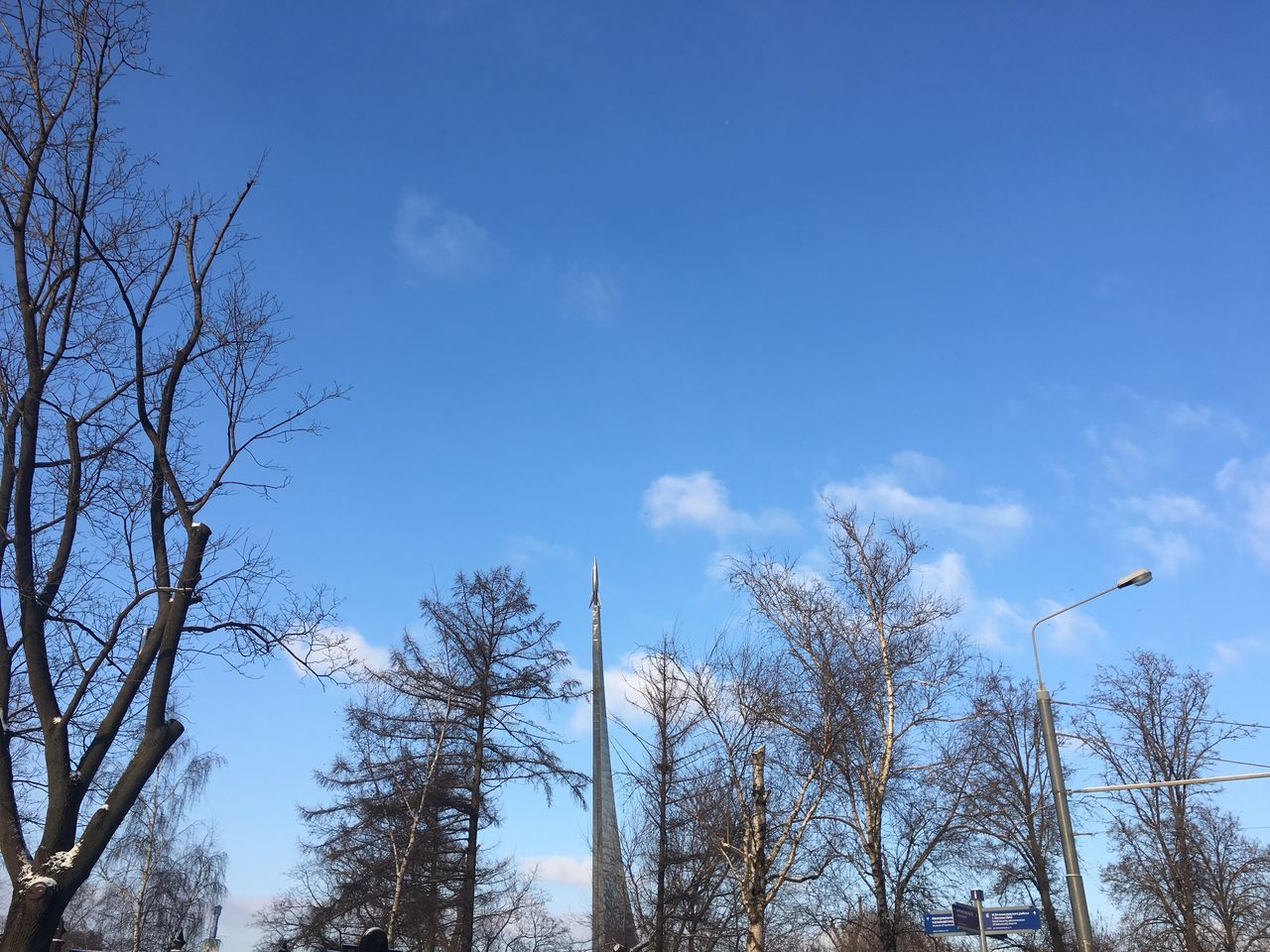 low angle view, tree, day, bare tree, nature, outdoors, sky, no people, beauty in nature, blue, branch, animal themes