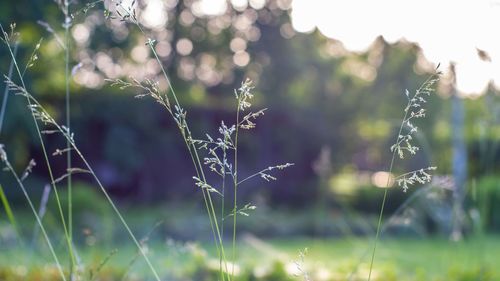 Close-up of grass growing on field