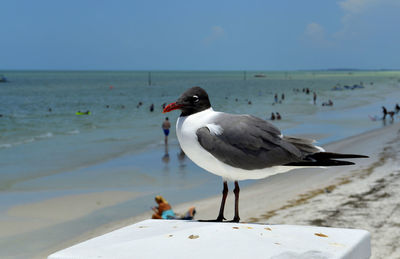 Seagull perching on a beach