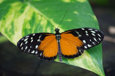 Close-up of butterfly perching on leaf