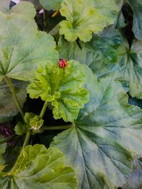 Close-up of ladybug on flower