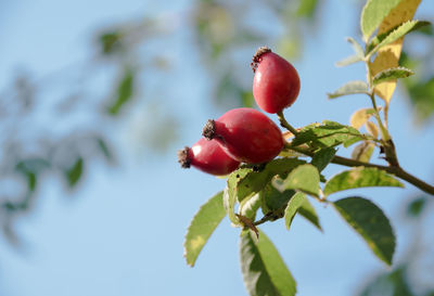 Close-up of red berries growing on tree