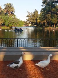 Birds by lake