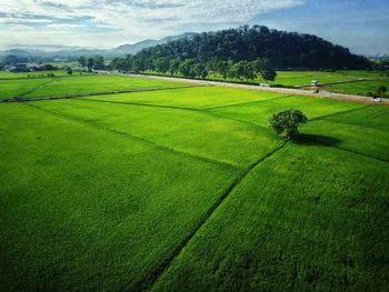 Scenic view of agricultural field against sky