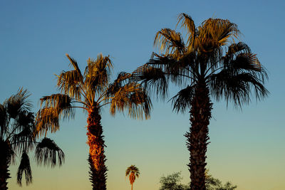 Low angle view of palm trees against sky during sunset