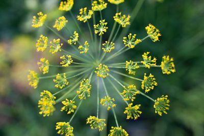 Close-up of yellow flowering plant