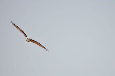 Close-up of bird flying against clear sky