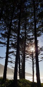 Low angle view of trees on field against sky