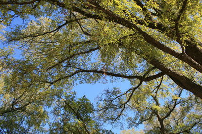 Low angle view of tree against sky