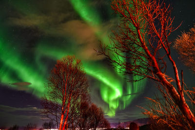 Low angle view of tree against sky at night