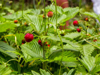 Close-up of cherries growing on plant