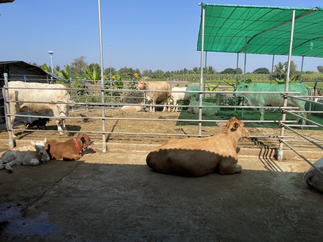 mammal, animal themes, animal, domestic animals, pet, nature, day, agriculture, group of animals, livestock, sky, no people, outdoors, architecture, farm, sunlight, plant, animal wildlife, clear sky, camel, built structure, relaxation, environment, landscape, land