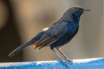 Close-up of bird perching