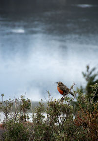 Bird perching on a tree