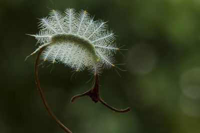 Close-up of plant